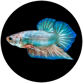 Tetra sales betta fish